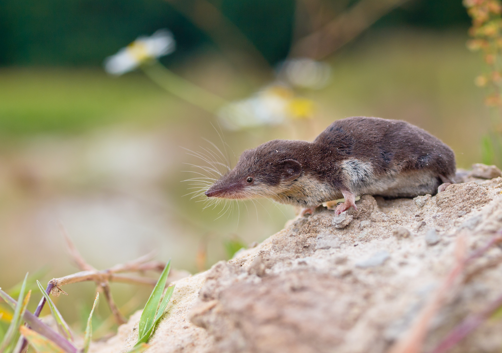 Feldspitzmaus, Bicolored White-toothed Shrew, Crocidura leucodon, Hauptüberträger, Borna-Virus, Virus, Speichel, Urin, Kot Feldspitzmaus, Bicolored White-toothed Shrew, Crocidura leucodon, Hauptüberträger, Borna-Virus, Virus, Speichel, Urin, Kot