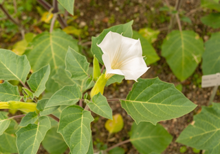 Toloache: la planta asociada a p&oacute;cimas de amor que puede ser altamente peligrosa