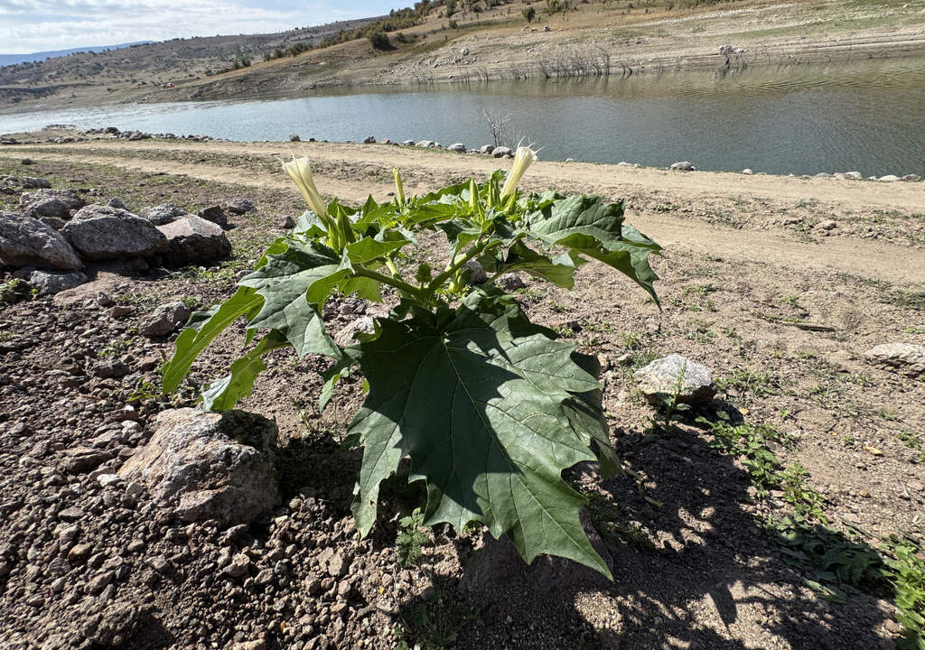 En algunos lugares se le conoce como “hierba del diablo”, por sus efectos intensos y peligrosos.