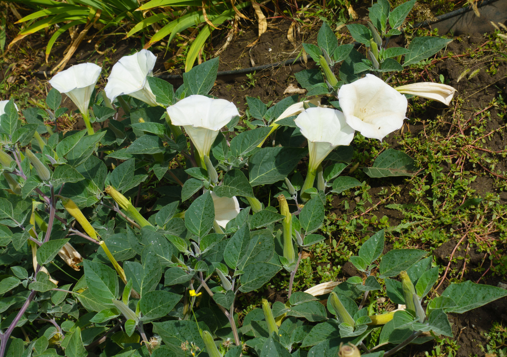 Todas las partes del toloache son tóxicas, desde hojas y flores hasta semillas y raíces, representando un riesgo completo para la salud humana.