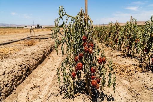 Tomate em Goi&aacute;s enfrenta calor acima de 40&deg;C; veja o que muda na irriga&ccedil;&atilde;o