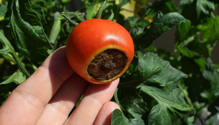 Tomate rachado e podrid&atilde;o apical: o que a falta de &aacute;gua faz aos frutos no fim do ver&atilde;o