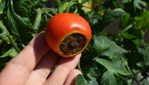 Tomate rachado e podrid&atilde;o apical: o que a falta de &aacute;gua faz aos frutos no fim do ver&atilde;o