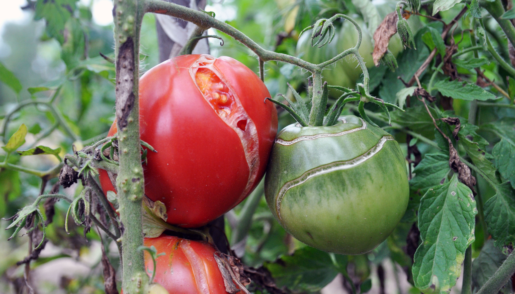 Fendas na pele do tomate, resultado de uma rega abundante depois de vários dias de solo seco.
