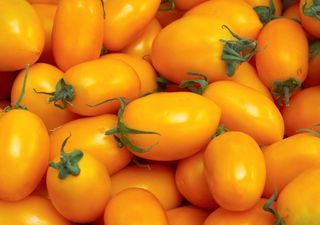 Tomate “Submarino Amarelo”: uma nova variedade vai surgir no mercado este ano 