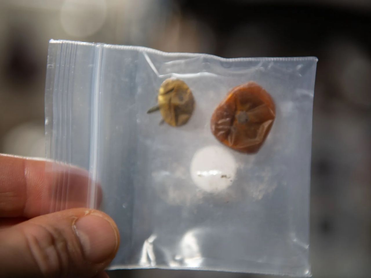 Los dos tomates recuperados casi un año después. Crédito: ISS