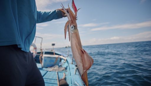 Toneladas de calamares: el Mar del Norte se est&aacute; calentando, y ahora llegan los pulpos