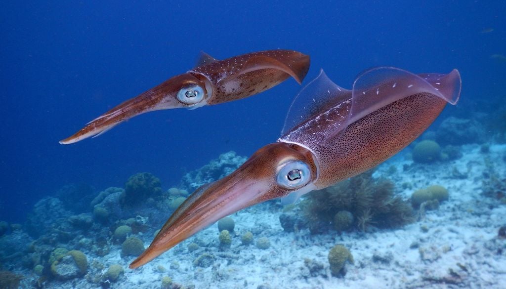 pesca Los cefalópodos (pulpos, sepias y calamares) representan actualmente más de una quinta parte de la captura total de la pesca marítima