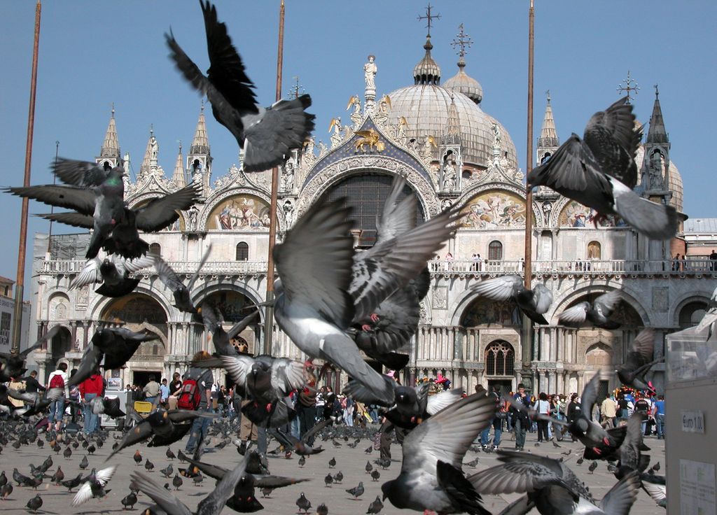 Il est désormais interdit de nourrir les pigeons de la place Saint-Marc, à Venise, afin de limiter les dégâts causés par les volatiles.