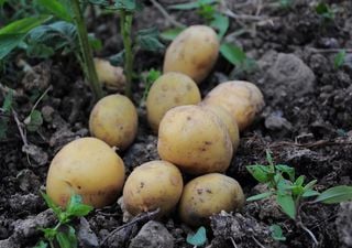 Top vegetables to sow and harvest in your July UK garden
