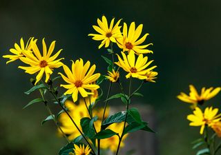 Topinambur: il girasole selvatico che produce tuberi simili a patate e dal sapore di carciofo