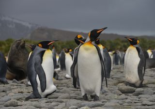 Tormentas, olas de calor y vientos extremos: cómo el cambio climático amenaza el futuro de los pingüinos 