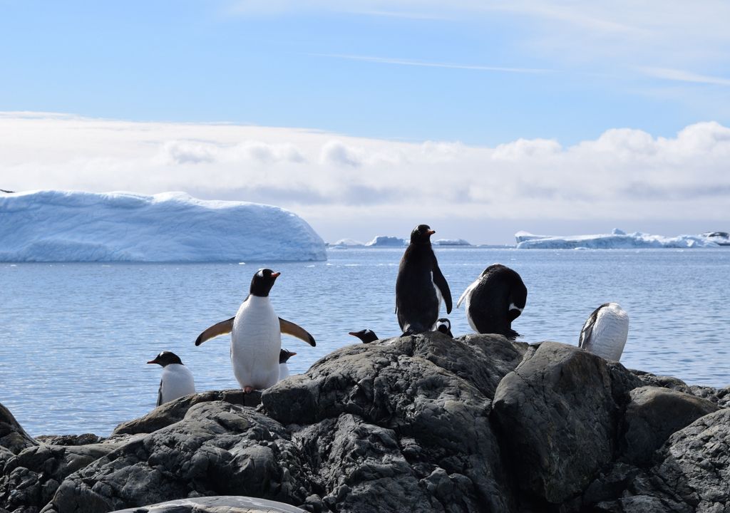 Pinguinos cambio climático Pinguinos cambio climático