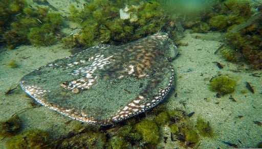 Cet animal marin envoie de puissantes d&eacute;charges &eacute;lectriques aux requins pour se d&eacute;fendre