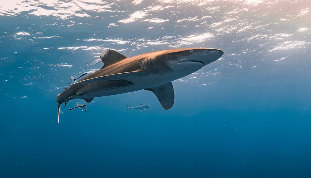 Face à la torpille noire, le requin préfère fuir