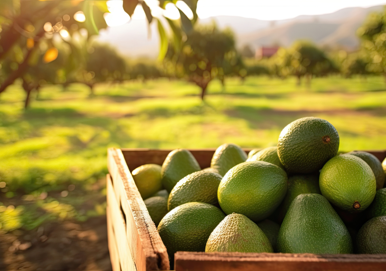 Touchdown de sabor! Aguacate mexicano, el jugador más importante en cada SuperBowl