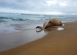 Cada vez hay más animales marinos varados en la costa, ¿se sabe la causa?