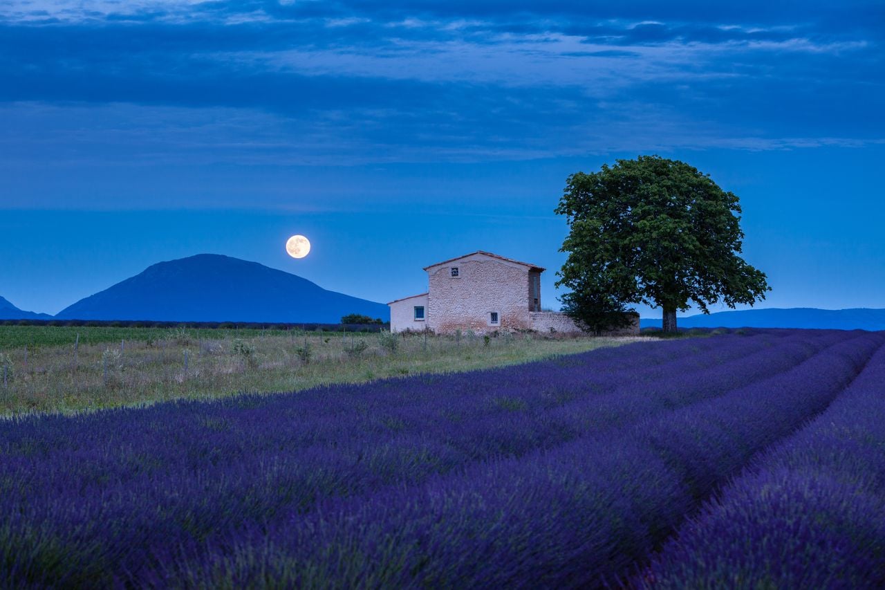 Luna piena su un campo di lavanda in fiore, in un paesaggio estivo.