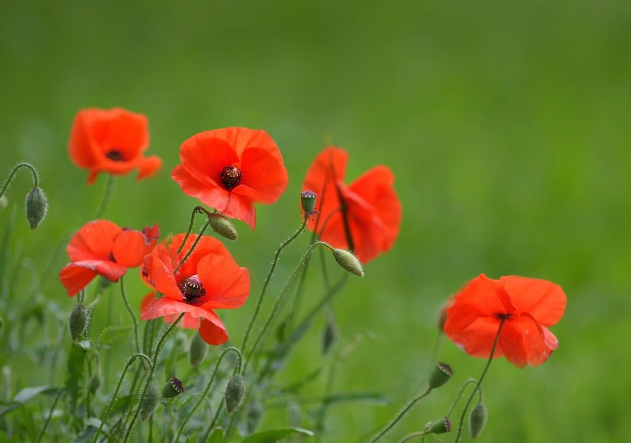 Papaveri rossi (Papaver rhoeas)