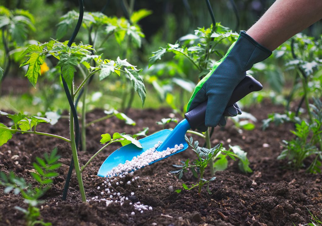 Fertilización Fertilización