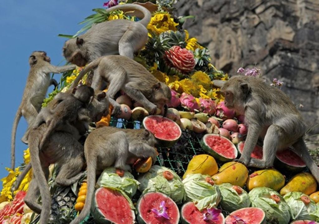Monkey Buffet Festival Monkey Buffet Festival