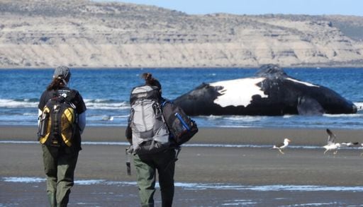 Tragedia en Argentina: hallan cientos de ballenas muertas e investigan la desconcertante causa