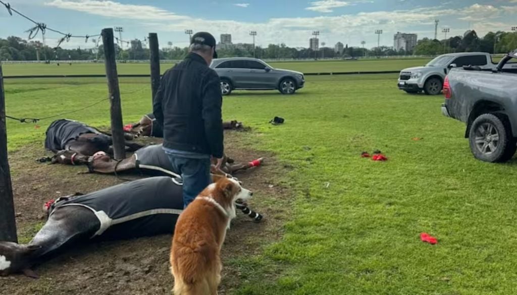 Rayo San Isidro hipódromo yeguas El episodio ocurrió durante la mañana, pasadas las 11, y afectó a varios animales. Crédito: TN