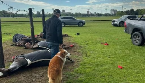 Tragedia en San Isidro: un rayo mat&oacute; a cuatro yeguas de polo y reaviv&oacute; la alerta por las tormentas el&eacute;ctricas