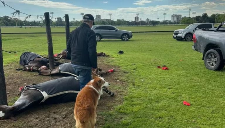 Tragedia en San Isidro: un rayo mat&oacute; a cuatro yeguas de polo y reaviv&oacute; la alerta por las tormentas el&eacute;ctricas