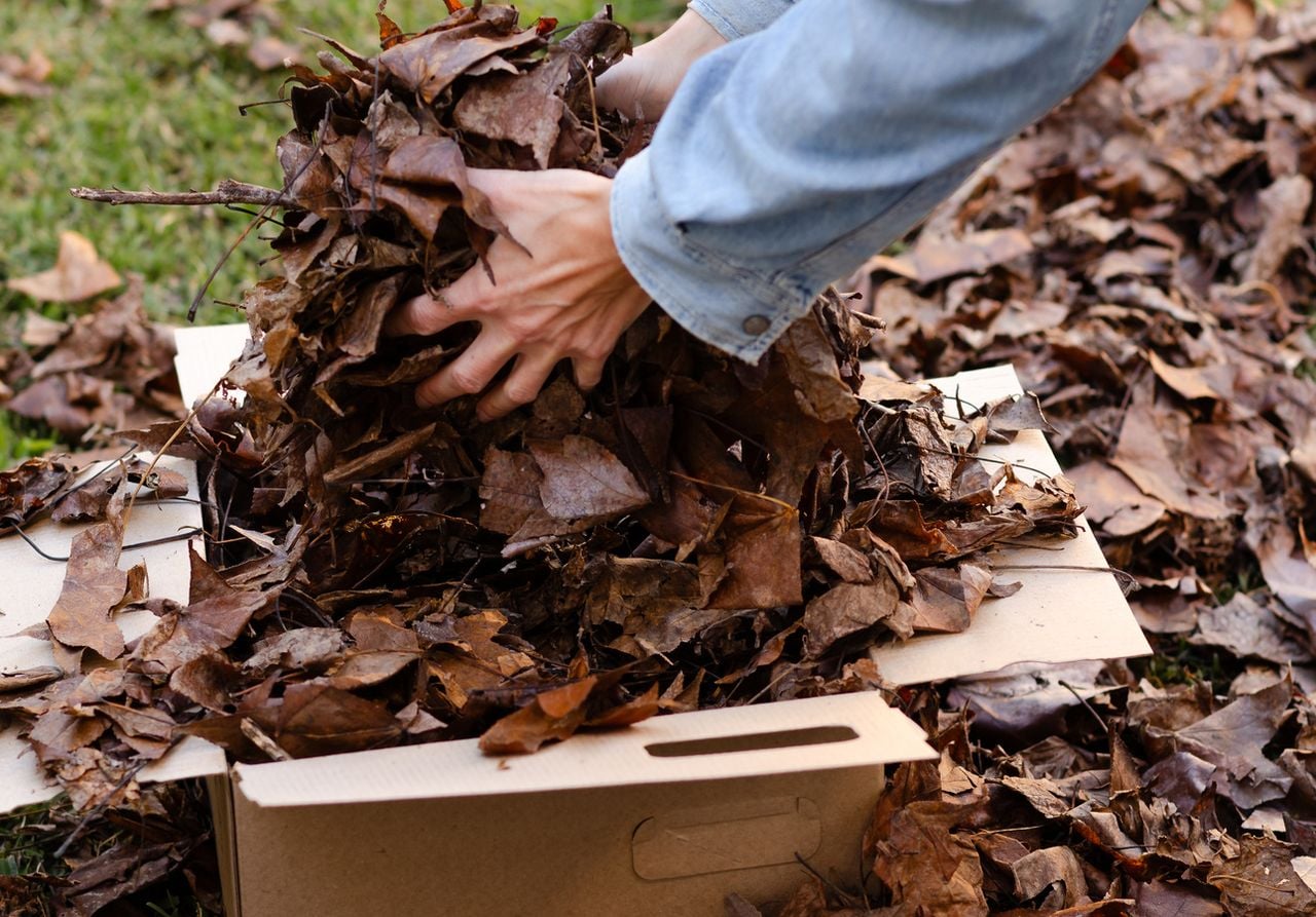 L’application de compost à l’automne et au printemps enrichit non seulement le sol, mais maintient également son équilibre naturel tout au long de l’année.