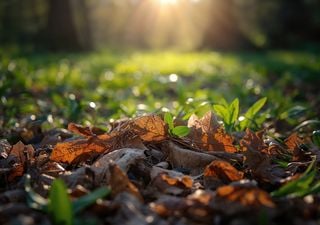 Transforma las hojas secas de otoño en oro para tus plantas con este método natural