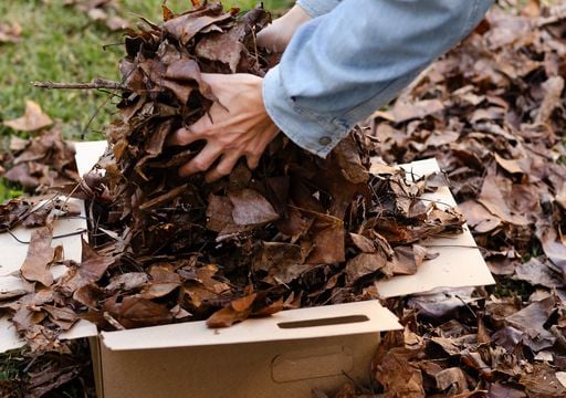 Transforme as folhas secas de outono em ouro para as suas plantas com este método natural