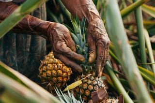 Turning pineapple waste into innovative solutions: The sustainable future of microcellulose