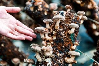 Transformer les déchets en richesse : une étude révèle le potentiel des déchets dans la production de champignons !