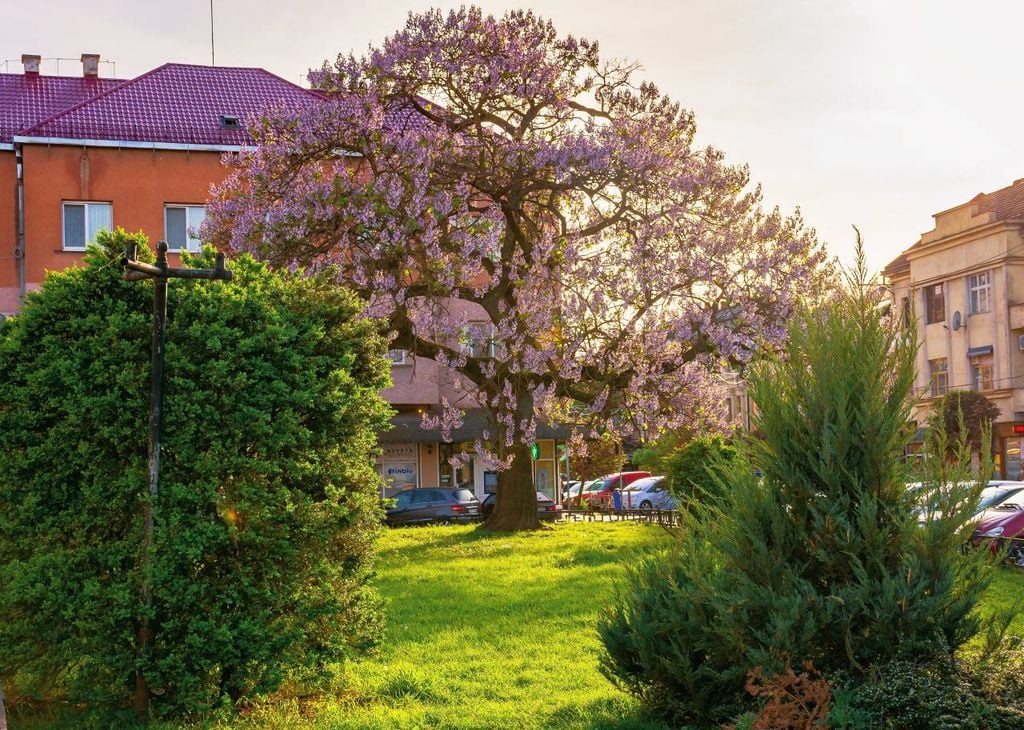 Esta árvore ornamental pode crescer 6 metros em seu primeiro ano e até 30 cm em três semanas.