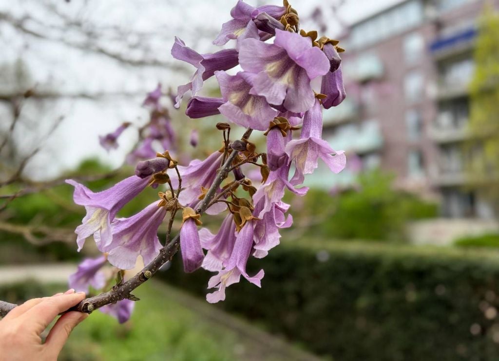 A floração do kiri-japonês é um espetáculo à parte: na primavera, a árvore se cobre de flores roxas ou lilases perfumadas, atraindo polinizadores.