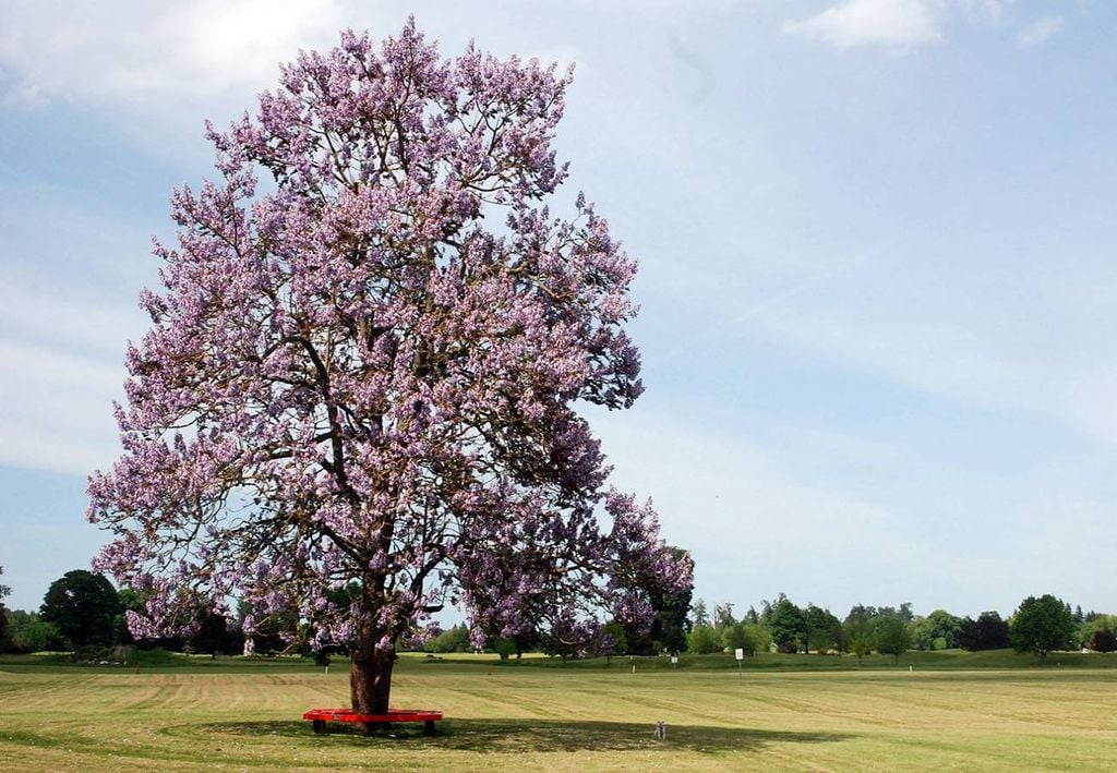 Floração do kiri japonês no final da primavera. Crédito: Divulgação.