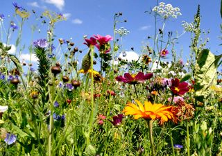 Transforming urban green spaces creates buzzing wildlife haven for pollinators