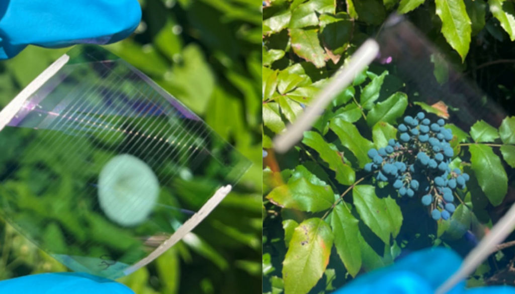Flexible Module, links mit Fokus auf die laserstrukturierte Oberfläche des Bauteils und rechts mit Fokus auf die Beeren hinter dem Bauteil. Flexible Module, links mit Fokus auf die laserstrukturierte Oberfläche des Bauteils und rechts mit Fokus auf die Beeren hinter dem Bauteil. Bild: Pap et al., 2026
