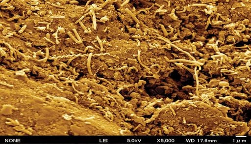 El ascensor tect&oacute;nico de la Tierra transporta microbios antiguos enterrados de vuelta al fondo marino para que revivan