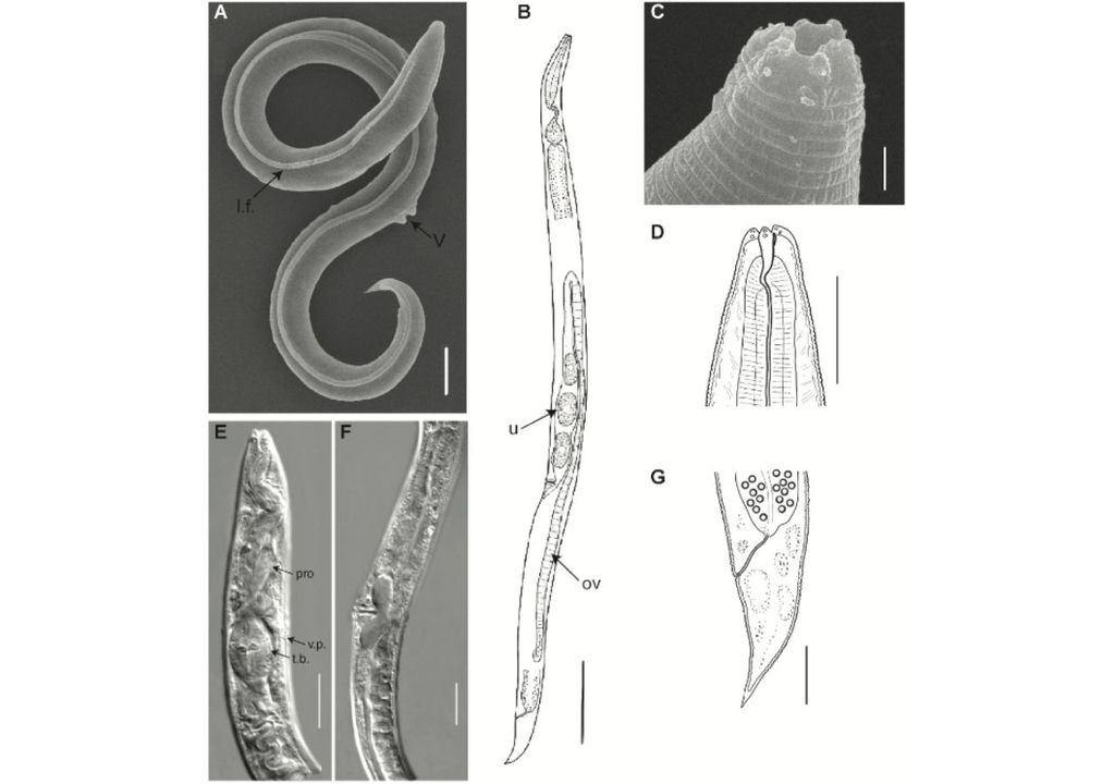 Descubrimiento en permafrost de Siberia clave para la genética, Meteored, Chile Descubrimiento en permafrost de Siberia clave para la genética, Meteored, Chile