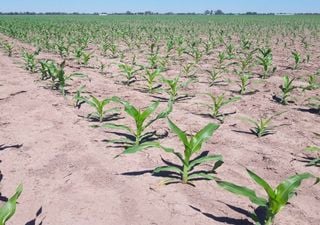Tras las lluvias de agosto y septiembre, la región núcleo logró completar el maíz temprano justo a tiempo