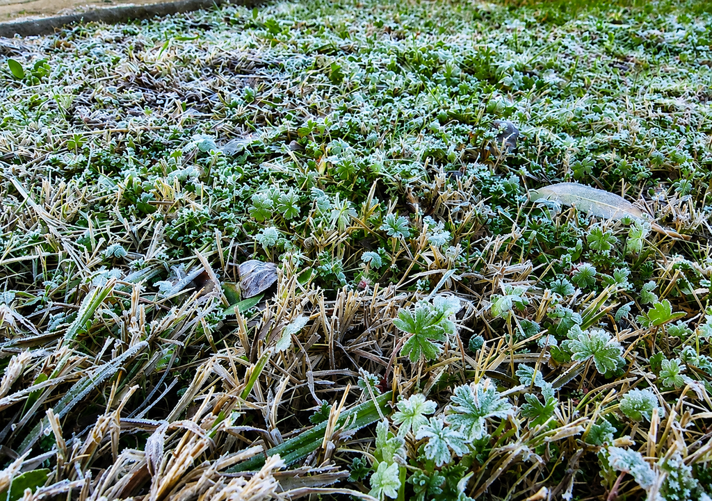 Las heladas radiativas se forman durante madrugadas despejadas y con poco viento, condiciones que favorecerán el descenso de las temperaturas en los principales valles agrícolas de la zona central.