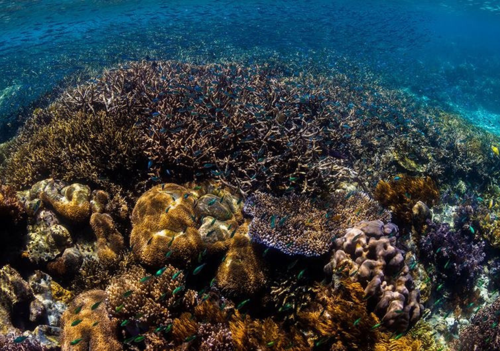 Existen más de 10 millones de especies habitando las aguas internacionales, muchas de estas aún no descubiertas. Imagen tomada de Noticias ONU.