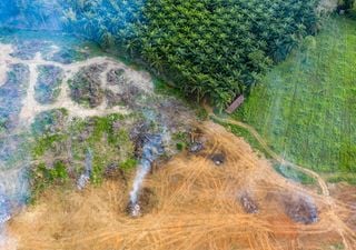 Tree islands can counter biodiversity loss in palm oil plantations