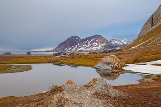 Tree planting in the Arctic could increase warming rather than prevent it