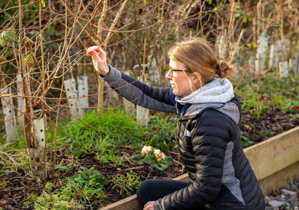 Tree planting schemes perform better when subsidised