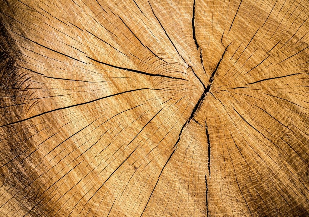 Tree rings reveal 2023 was hottest summer for 2000 years