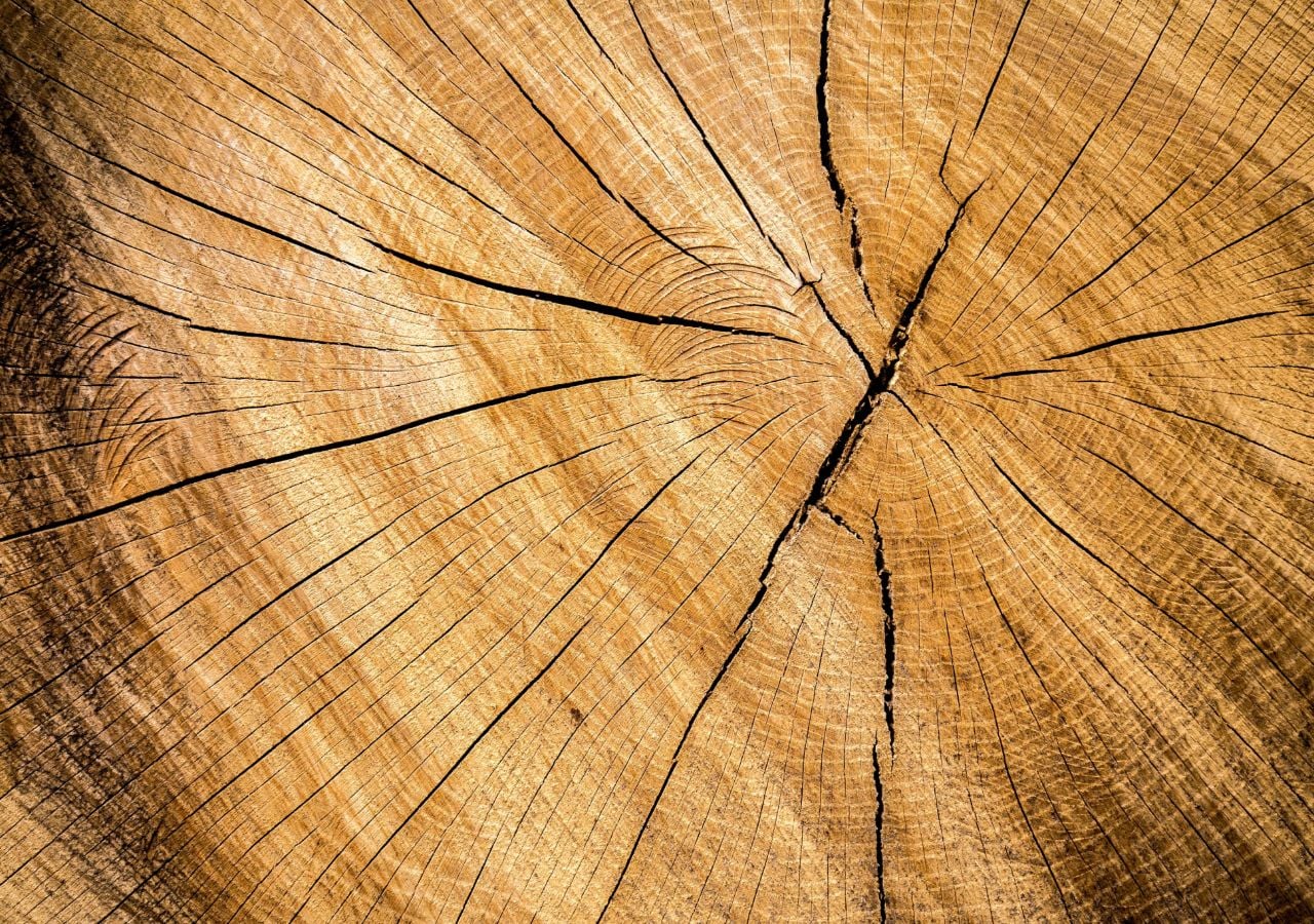 El análisis de los anillos de los árboles ha demostrado que el verano de 2023 fue el más caluroso de los últimos 2000 años. Foto de Simon Stankowski en Unsplash