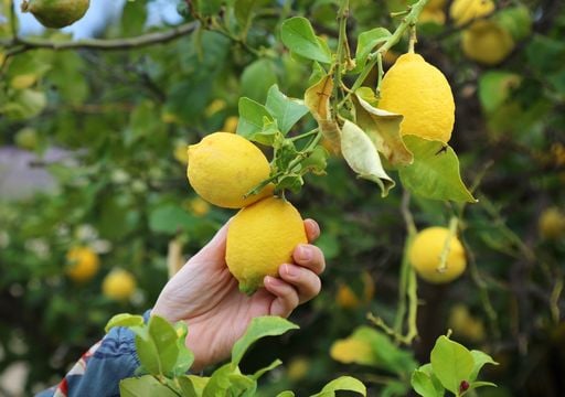 Tres árboles frutales fáciles de cultivar y perfectos para cualquier jardín (y también balcón)